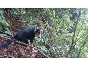Ormanda tel ile bağlanan köpek kurtarıldı