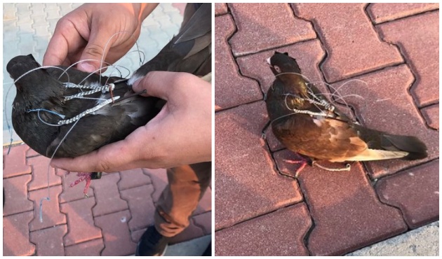 FETÖ'nün posta güvercini yakalandı! Bakın nereye haber taşıyordu...