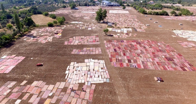 Antalya'nın susuz tarımı: Milyon dolarlık halı tarlaları