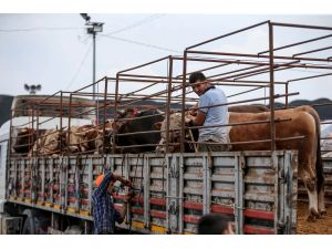 Kurbanlıklar satışa hazır