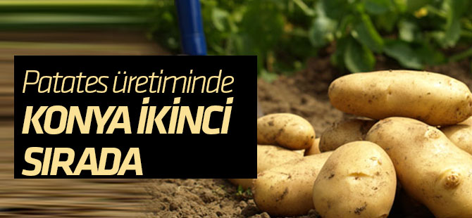 Patates üretiminde Konya ikinci
