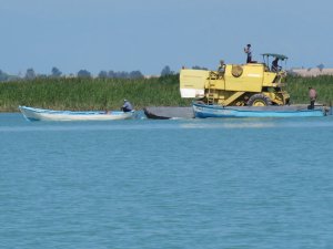 Hasat için biçerdöverini gölde "yüzdürdü"