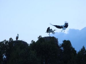 Leylek yuvaları kameralarla izlenecek