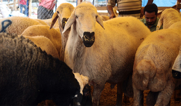 Kurban Bayramı'nda ALO 181'e gelen ilginç çağrılar