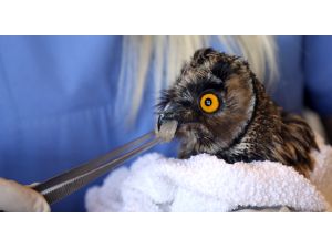 Göçmen kuşların kanatları oldu