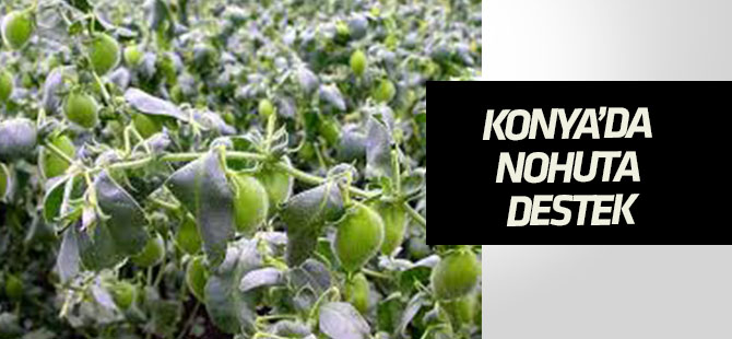Konya'da nohut üretimine bakanlık destek verecek