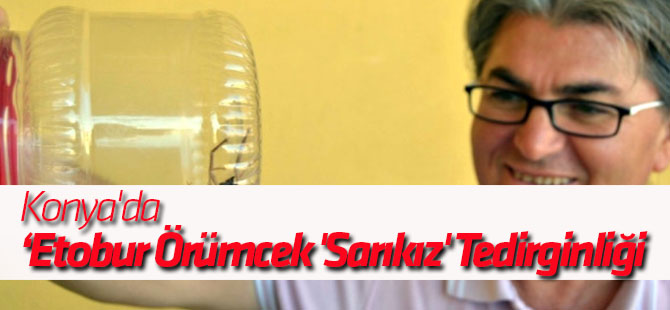 Konya'da Etobur Örümcek 'Sarıkız' Tedirginliği