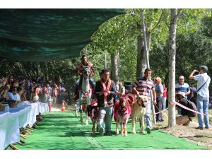 Sudan Koyun Geçirme Yarışması