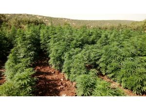 Diyarbakır'da uyuşturucu operasyonları