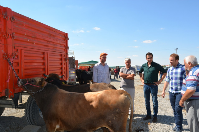 Kurbanlık Pazarında Düve Denetimi