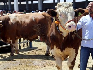 "Ağa"ya 25 bin lira fiyat biçildi