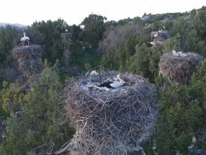 Leyleklerin Beyşehir'deki mekanları sessizliğe büründü