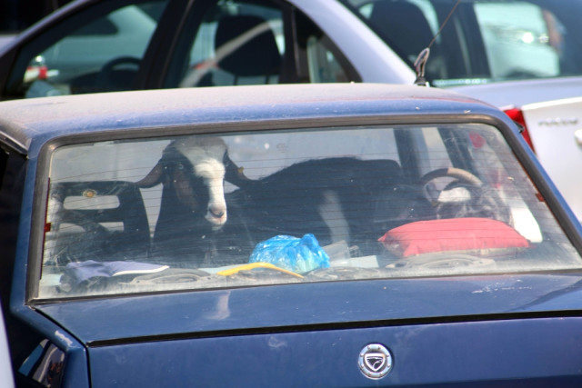 Konya'da Kurbanlıkların Otomobil Yolculuğu