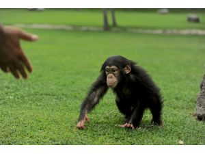 Aslan "Cesur"a bebek bakımı