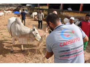 Cansuyu, Hindistan'da Kurban Bayramı'na hazır