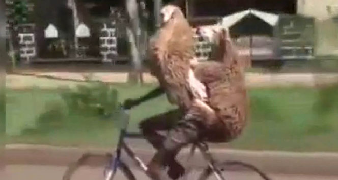 Gören bir daha baktı: Bisikletle 2 kurbanlık taşıdı