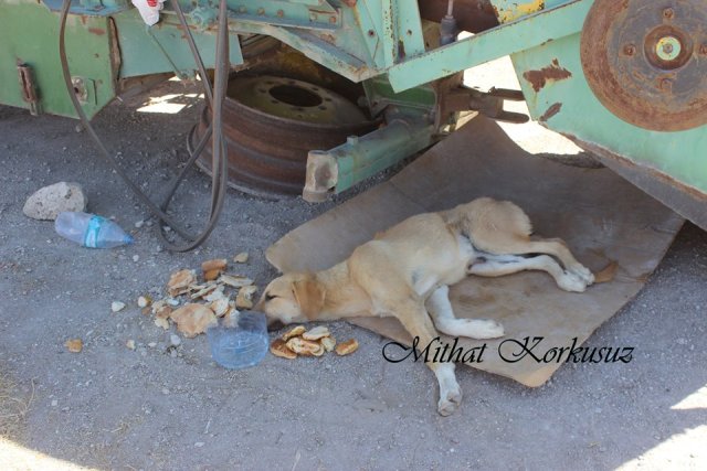 Karapınar'da otomobil köpeğe çarparak kaçtı