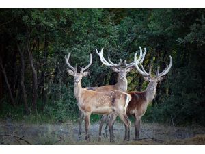 Kızıl geyik sayısı artıyor