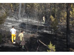 Bolu'daki orman yangını