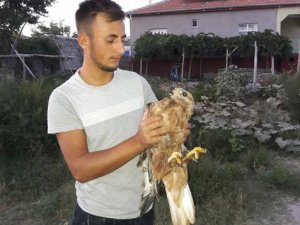 Yaralı kızıl şahin tedavi altına alındı