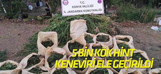 Konya'da 5 bin 117 kök Hint keneviri ele geçirildi