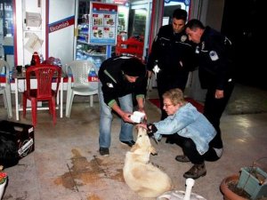Vefalı çift yaralı köpeğe sahip çıktı