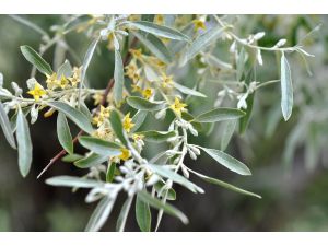 İğde Eylem Planı hayata geçiyor