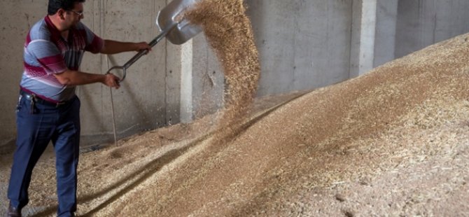 Yağışlar buğdayda rekolteyi yüzde 10 artırdı
