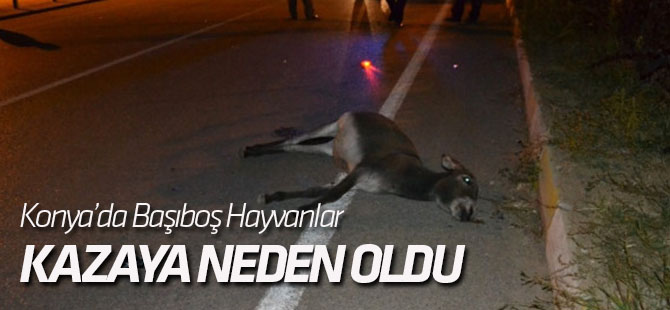 Başıboş Hayvanlar Kazaya Neden Oldu