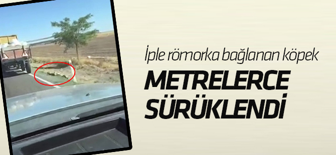 İple römorka bağlanan köpek metrelerce sürüklendi