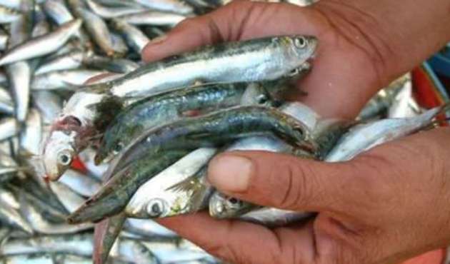 Av yasağı bitti 150 liradan 25 liraya düştü!