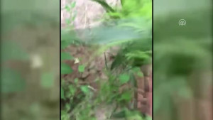 Hint kenevirini kekliklerine yem yapmak için yetiştiriyormuş