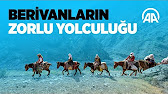 Berivanların 3 bin rakımlı yaylaya zorlu yolculuğu  VİDEO HABER
