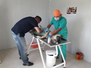 Özgüven: Sokak hayvanlarına sahip çıkıyoruz