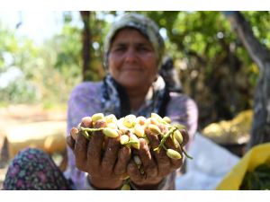 Mersin'den Antep fıstığı atağı