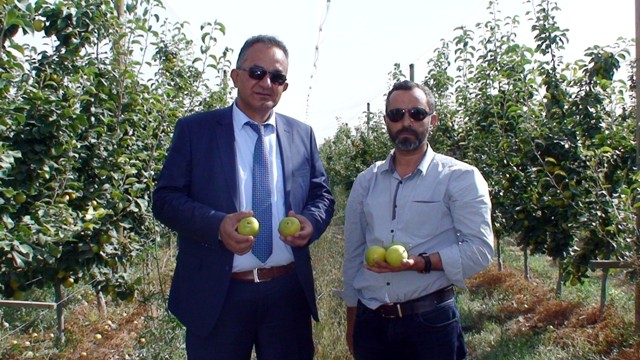Konya’da çiftçinin yeni umudu ‘Japon armudu’