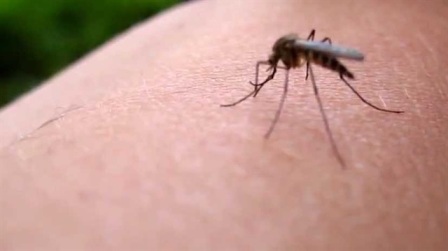 Roma'da 'sivrisinek' krizi