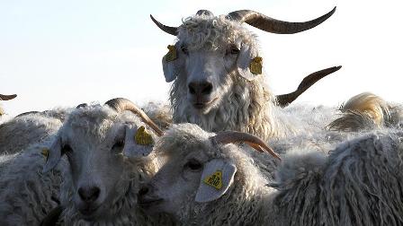 İthal hayvanlarda "bilinçsiz melezleme" uyarısı