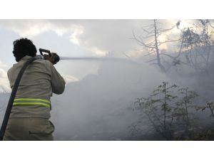 Nallıhan'da orman yangını