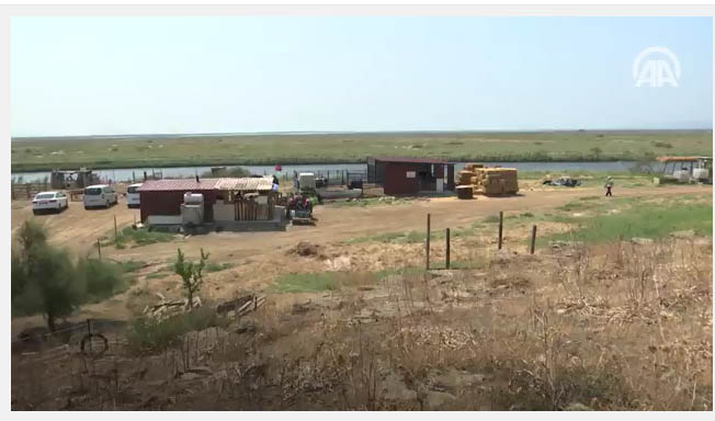 Temizlikçiliği bıraktı devlet desteğiyle çiftlik sahibi oldu VİDEO HABER