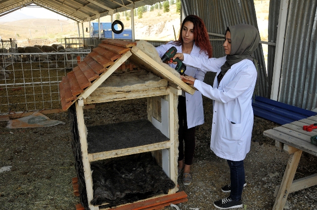 Bina Yalıtımlarında Alternatif Ürün: Koyun Yünü
