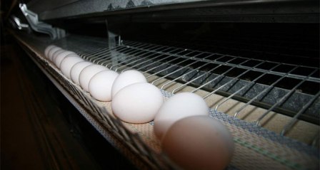 'Ekonomik ambargo uygulanması yumurta ihracatını etkilemez'