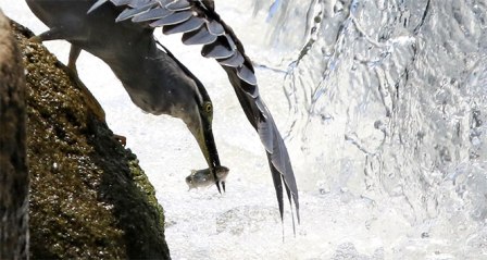 Yeşil sırtlı balıkçılın akarsuda balık yakalama anı