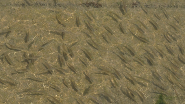 Gölden kanala yavru balık akışına tepki