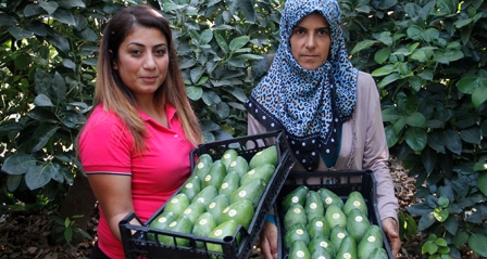 Avokadoda 15 milyon adet üretim hedefi
