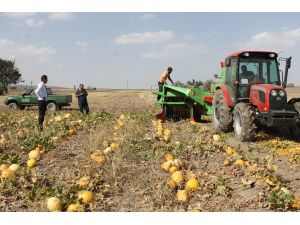 Derinkuyu'da kabak hasadı başladı