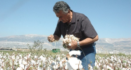 Kahramanmaraş’ta pamuk hasadı başladı