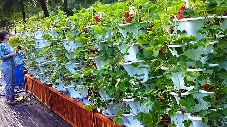 TİKA'dan Bosna Hersek'te gıda ve yaşam güvenliğini destekleme programı