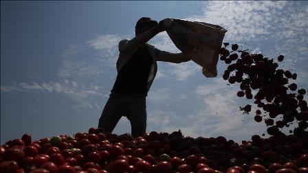 'Rusya'ya domates ihracatının 1 Kasım'da başlayacağı beklentisi var'