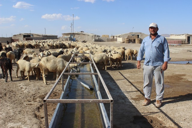 Koyunlarının su ihtiyacı için güneş paneli kurdurdu